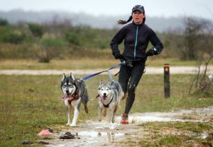 Каникросс: как бегать с собакой