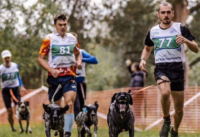 Пёс Коржик побил рекорд на Башкирском круге в Кисловодске